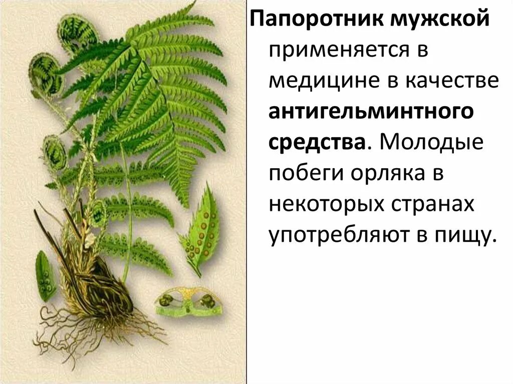 Папоротник нефролепис корневище. Папоротник орляк биология. Щитовник мужской является. Папоротник страусник лист. Папоротник щитовник мужской строение.