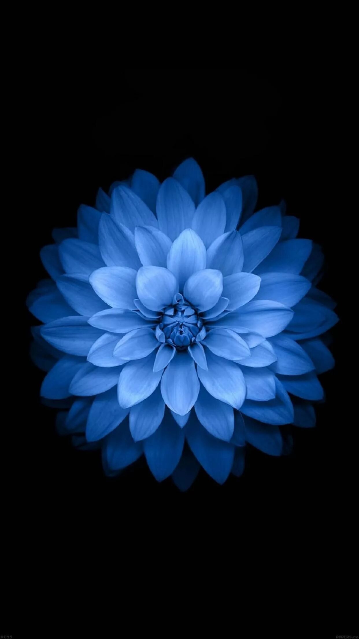 Цветы на телефон айфон. Цветы на черном фоне. Цветы на айфон. Синий цветок айфон. Цветок iphone.
