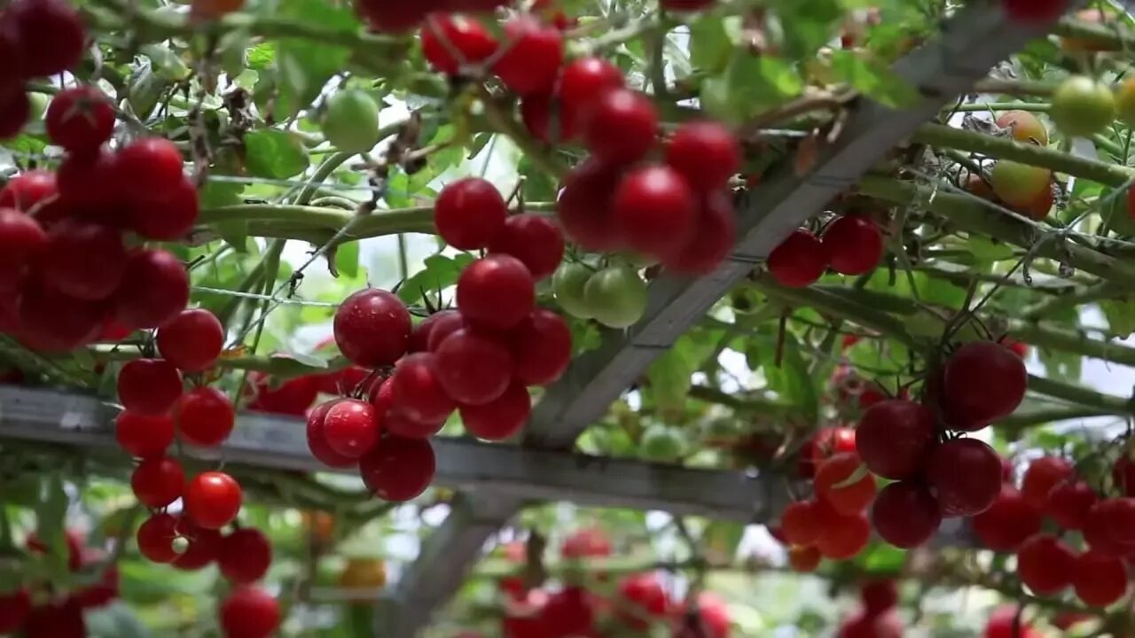 Tree tomatoes