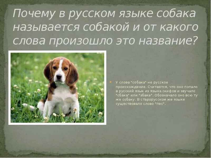 Предложение с помощью собаки. Предложение с помощью собаки