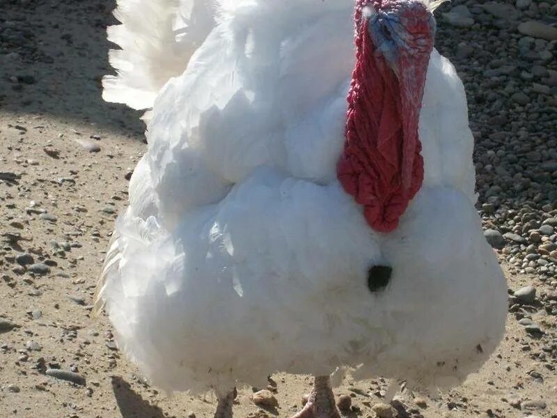 Бройлерные индюки биг 6. Индюки биг 6. Московский белый индюк. Кросс биг 6 индюки. Биг индюки описание породы.