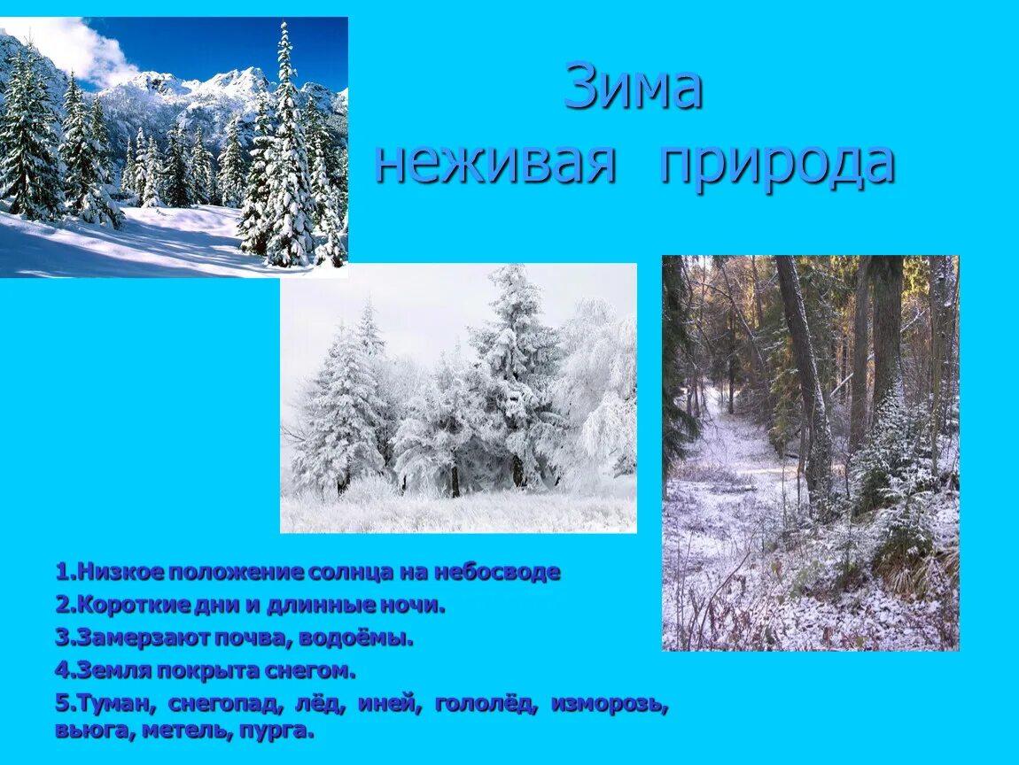 Наблюдения в неживой природе зимой. Живая и неживая природа зимой. Зимние явления в живой природе зимой. Живая природа и неживая природа зимой. Изменения природы в декабре