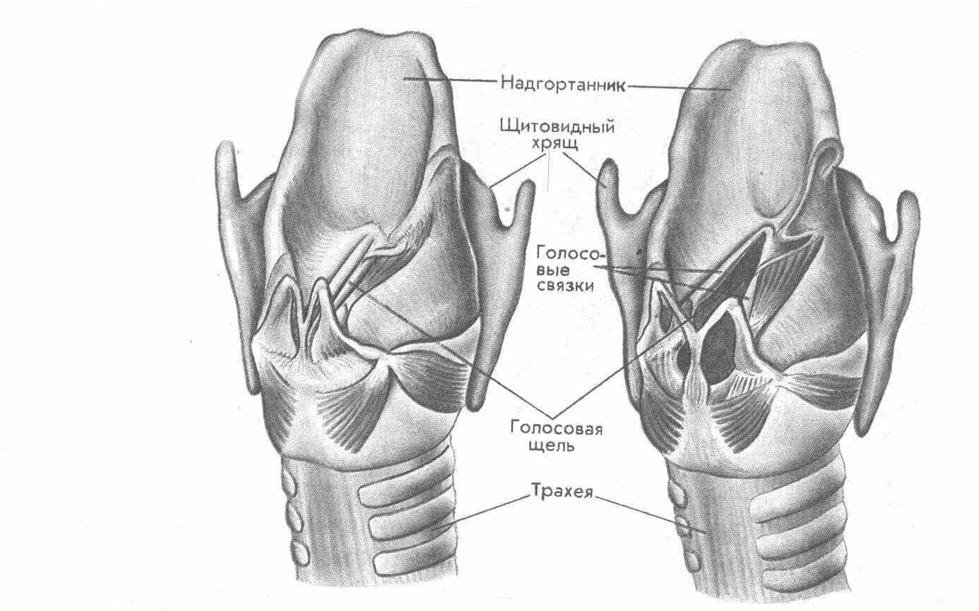 Хрящевое строение гортани. Строение гортани, хрящи гортани. Голосовые связки.. Гортань строение анатомия хрящи. Гортань хрящи гортани анатомия. Строение хрящей гортани человека.