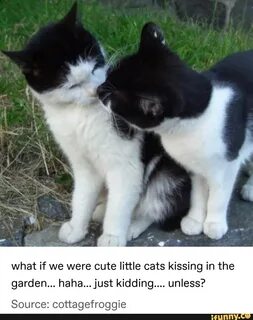 Kiss cat 18