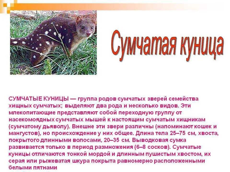 Особенности сумчатых
