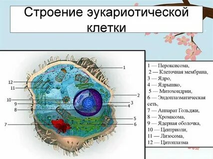 Клетки эукариотических организмов это