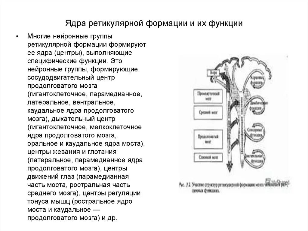 Ядра ретикулярной формации функции. Ядра ретикулярной формации таблица. Гигантоклеточное ядро ретикулярной формации. Ядра ретикулярной формации продолговатого мозга.