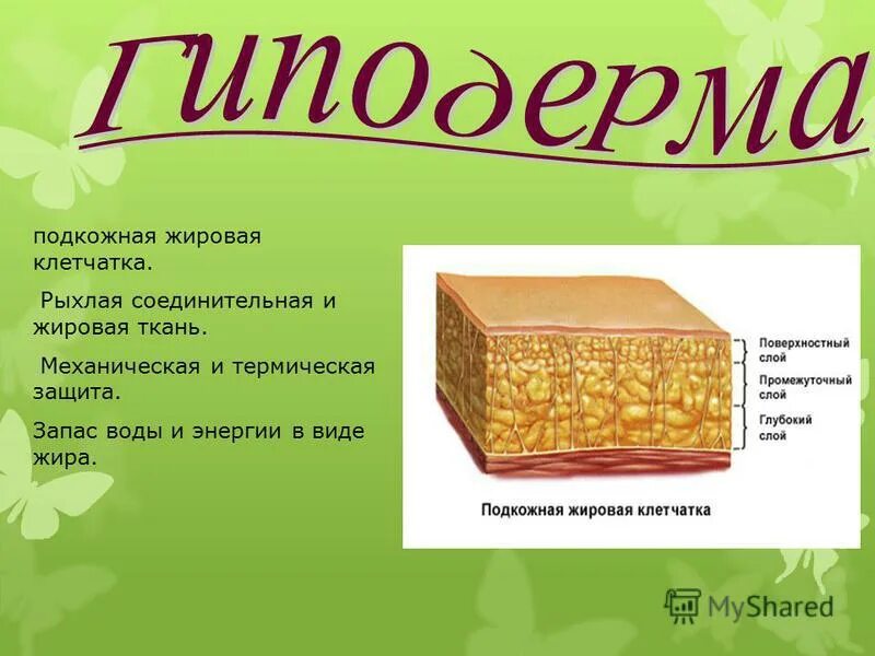 Клетчатка строение и функции. Подкожно жировая клетчатка ткань. Подкожная жировая клетчатка Тип ткани. Подкожная клетчатка гиподерма. Подкожно-жировая клетчатка (гиподерма).