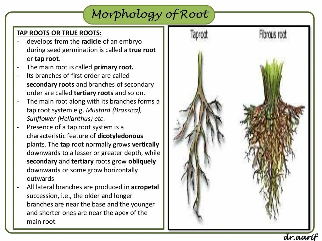 True roots. Строение корня подсолнечника. Корневая система подсолнечника. Строение корня подсолнуха. Тип корневой системы у подс.