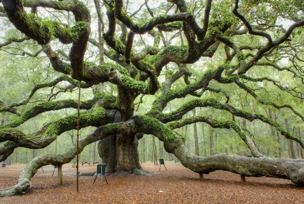 Tree us
