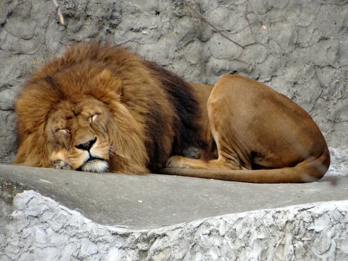 Кот лев. Домашний Лев. Дикие кошки Лев. Храбрый Лев. Диких кошек Львов.