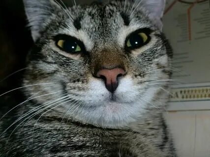 Косьяны