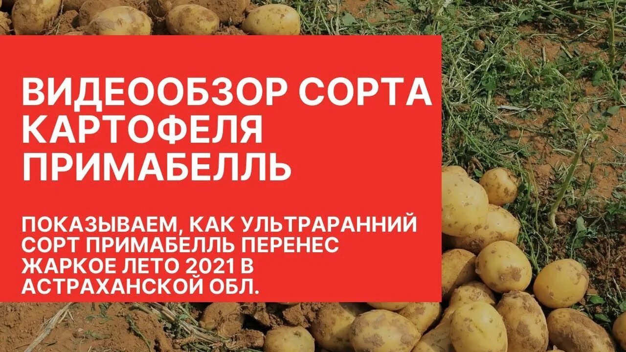 Семенной картофель примабель элита - 1 кг - купить в интернет-магазине по низкой