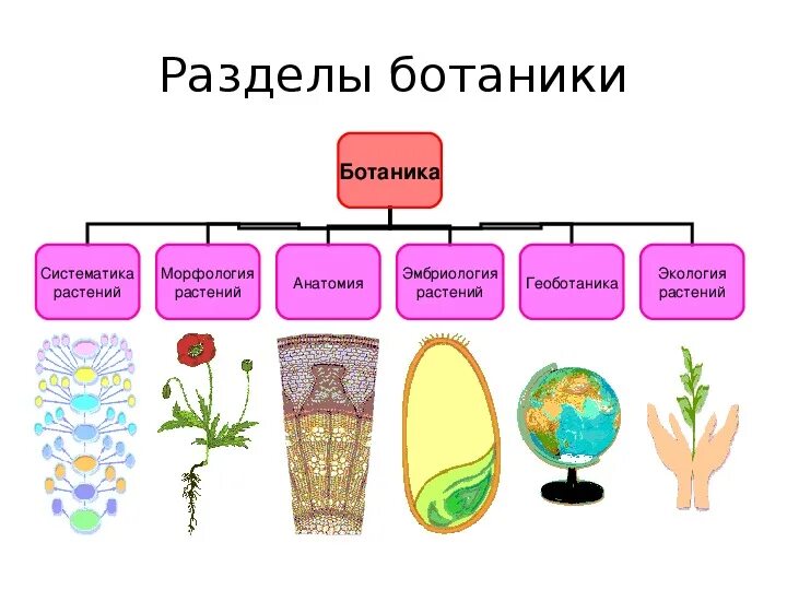 Ботаника наука о растениях. Ботаника разделы биологии. Ботаника изучает растения. Коука орасстения ботаник. Материал на урок биологии