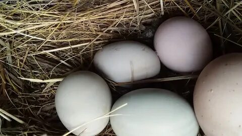 Куры несущие крупное яйцо