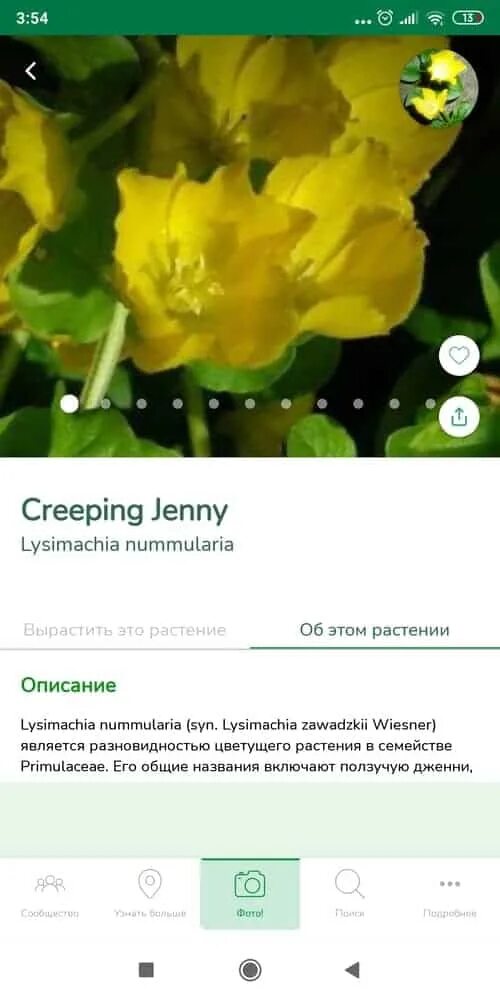 Программа распознать цветок