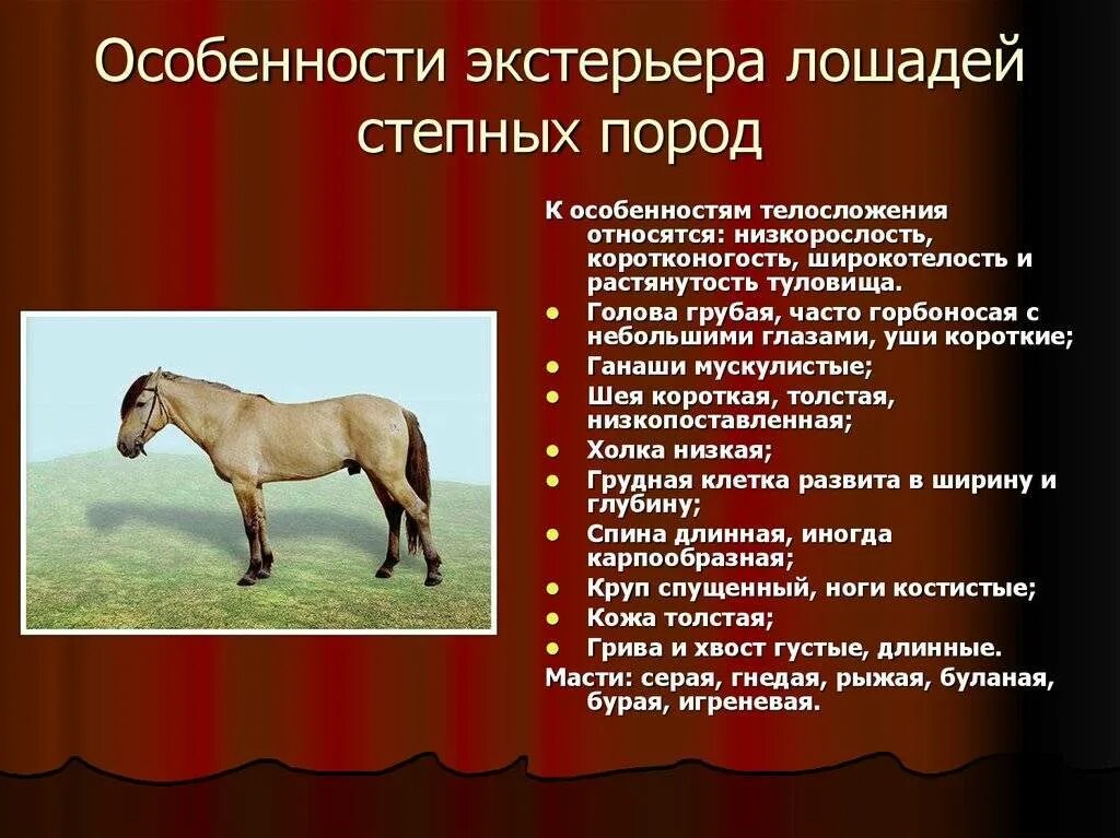 К какому типу относится лошадь. Оценка экстерьера лошади. классификация пород лошадей. башкирская лошадь экстерьер. башкирская лошадь описание.