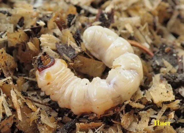 Триба Rhagiini: личинка Rhagium (s.str.) inquisitor (L., 1758) (Cerambycidae) - 