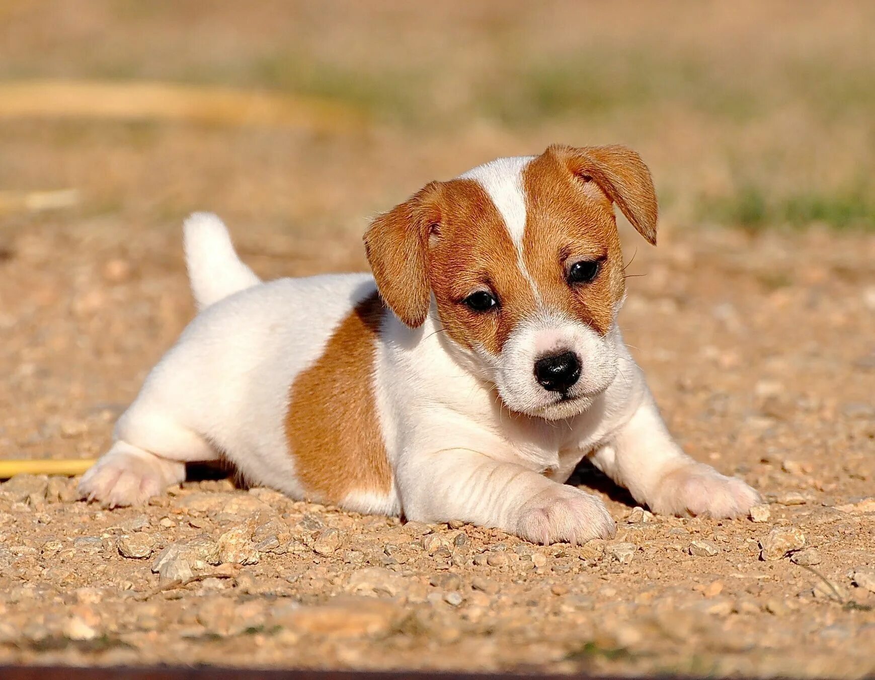 Jack Russell autumn Cani jack russell, Cuccioli di bulldog, Animali