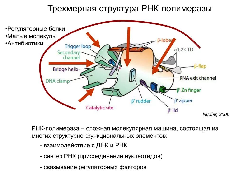 Строение РНК полимеразы у эукариот. РНК полимераза прокариот структура. РНК полимераза строение. РНК полимераза прокариот строение.