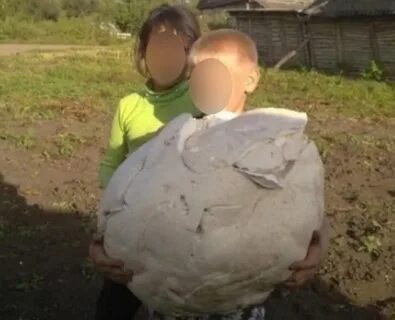 Где получить гриб дождевик дота 2