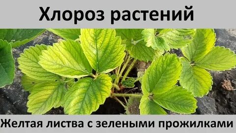 Желтеют листья клубники
