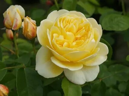 Rose bare