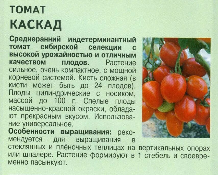 Томаты сорта каскад. Томат сорт ребелпик. томат индетерминантный груша розовая. сорт каскад помидоры. каскад помидоры описание.
