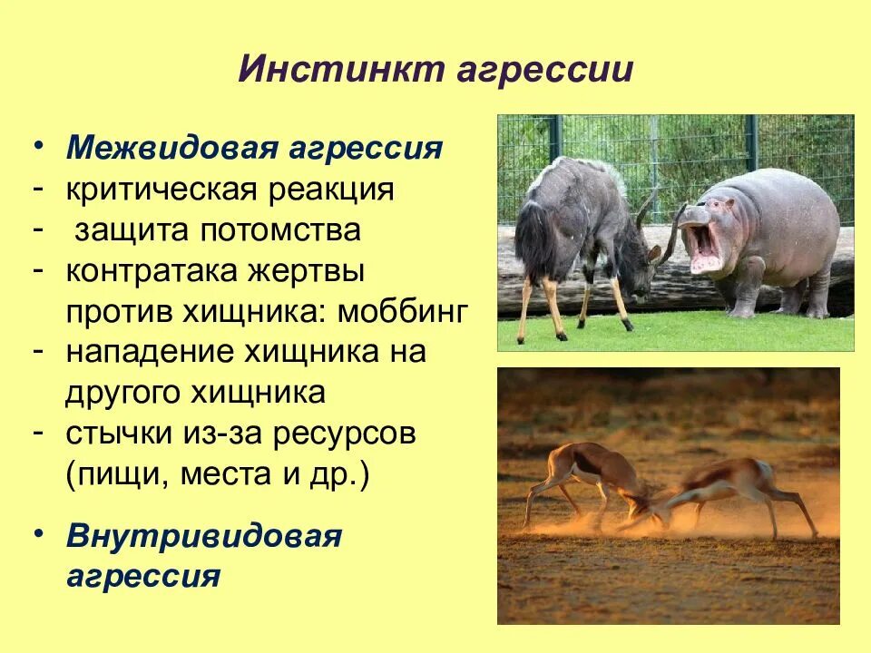 Примеры инстинктов у животных. Межвидовая агрессия. внутривидовая агрессия. инстинкты животных. межвидовая агрессия у животных.