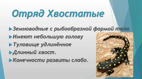 Особенности хвостатых земноводных