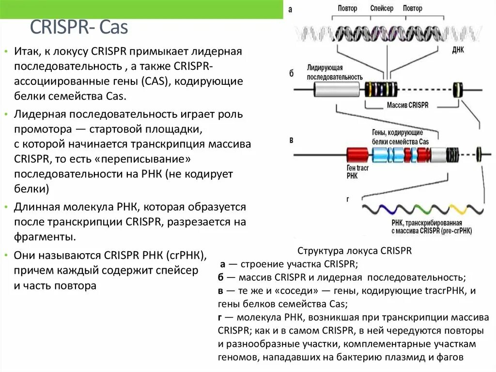 CRISPR CAS система бактерий. CRISPR/CAS бактерий строение. Структура локуса CRISPR CAS. РНК кодирующие гены.