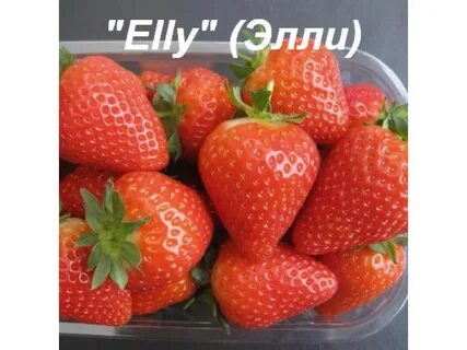 Клубника элли
