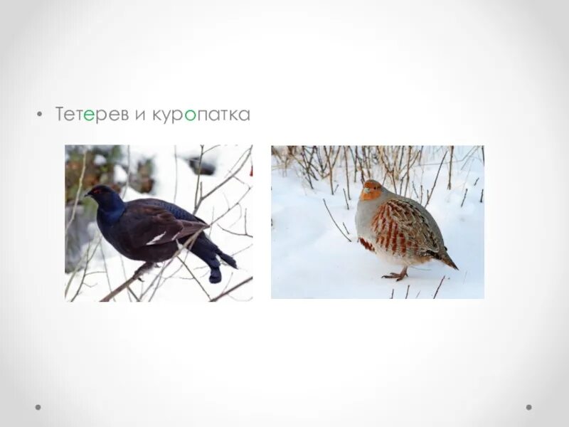 Содержание тетеревов. Содержание тетеревов
