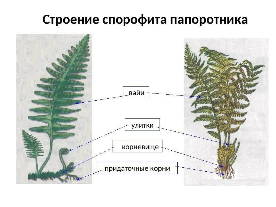 Папоротник Щитовник спорофит. Строение спорофита папоротника. Корневище папоротника это спорофит. Папоротник Щитовник строение. Располагается на спорофите