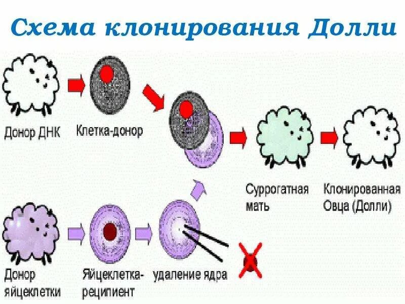 Клонирование животных. Клонирование животных презентация. Как клонировать реалми. Клонирование. Клонирование днк схема.