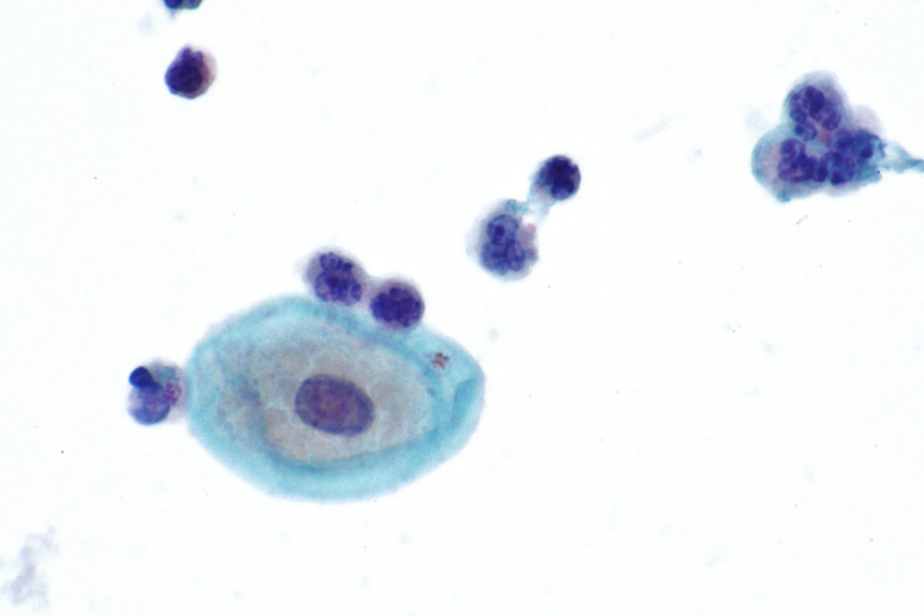 Main cell