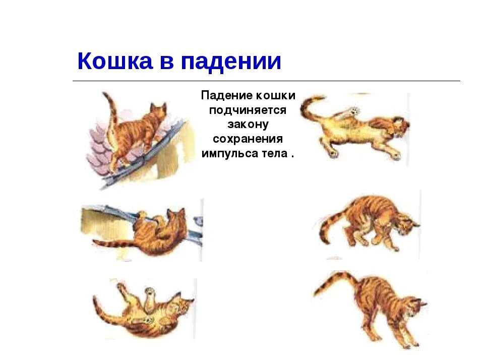 Почему кошка поворачивается. Падение кошки. кошка падает с высоты. кошка приземляется на лапы. кошка при падении.