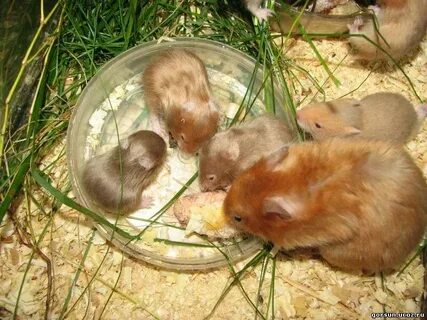 Какие животные животные углы