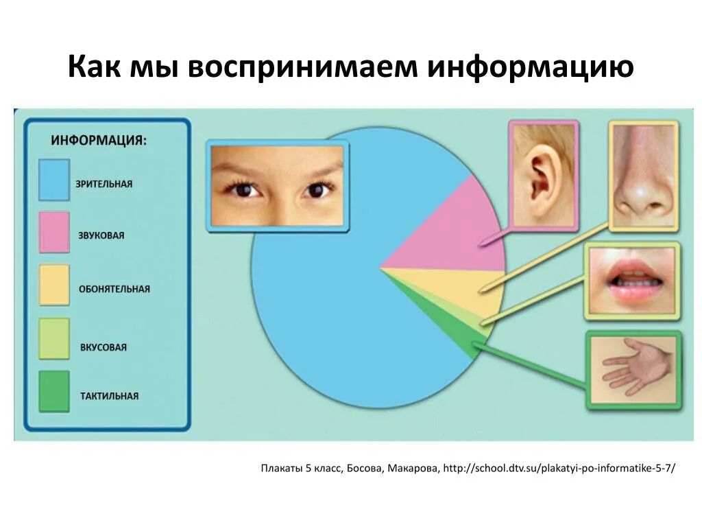 Как человек воспринимает красоту. Как мы воспринимаем информма. Восприятие информации человеком. Человек воспринимает информацию. Как воспринимается информация.