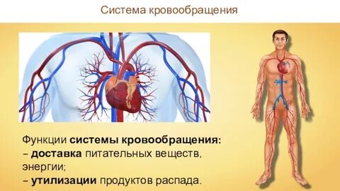 Кровеносная и дыхательная система 8 класс