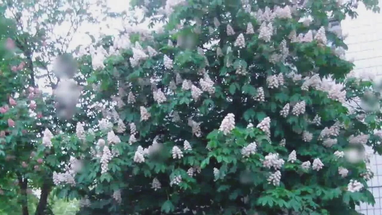 Моня песня шуфутинский. Шуфутинский 1986. Крещатик песня шуфутинский. Шуфутинский расцвели каштаны в киеве. Крещатик песня шуфутинский.