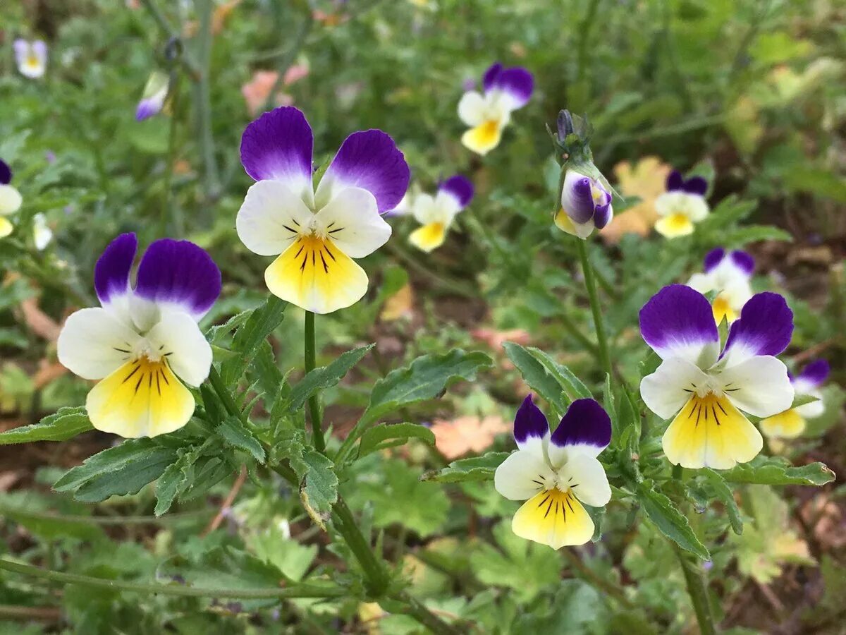 Фиалка трёхцветная анютины глазки. Анютины глазки цветок viola tricolor. Виола трехцветная. Виола, фиалка трехцветная. Фиалка трёхцветная анютины глазки.