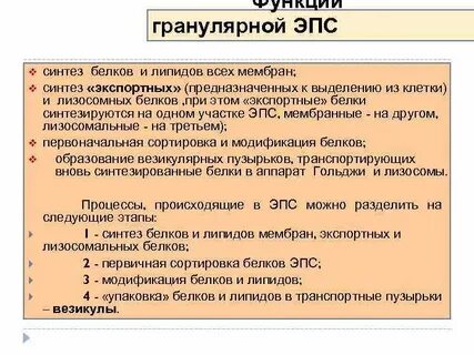 Гранулярная эпс