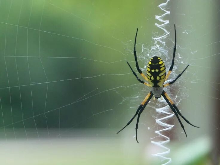 Желто черный паук с длинными лапами. Argiope aurantia паук. аргиопа брюнниха. паук аргиопа брюнниха крымская. аргиопа брюнниха самка.