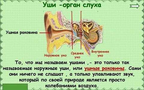 Презентация окружающий мир 3 класс органы чувств