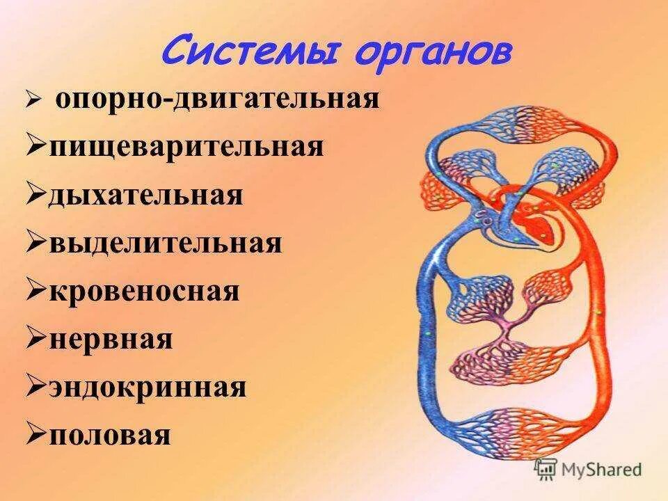 Система органов животных 8 класс биология. Системы органов. Системы органов животных. Различают следующие системы органов:. Строение системы органов.