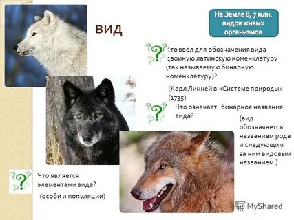 Бинарные животные