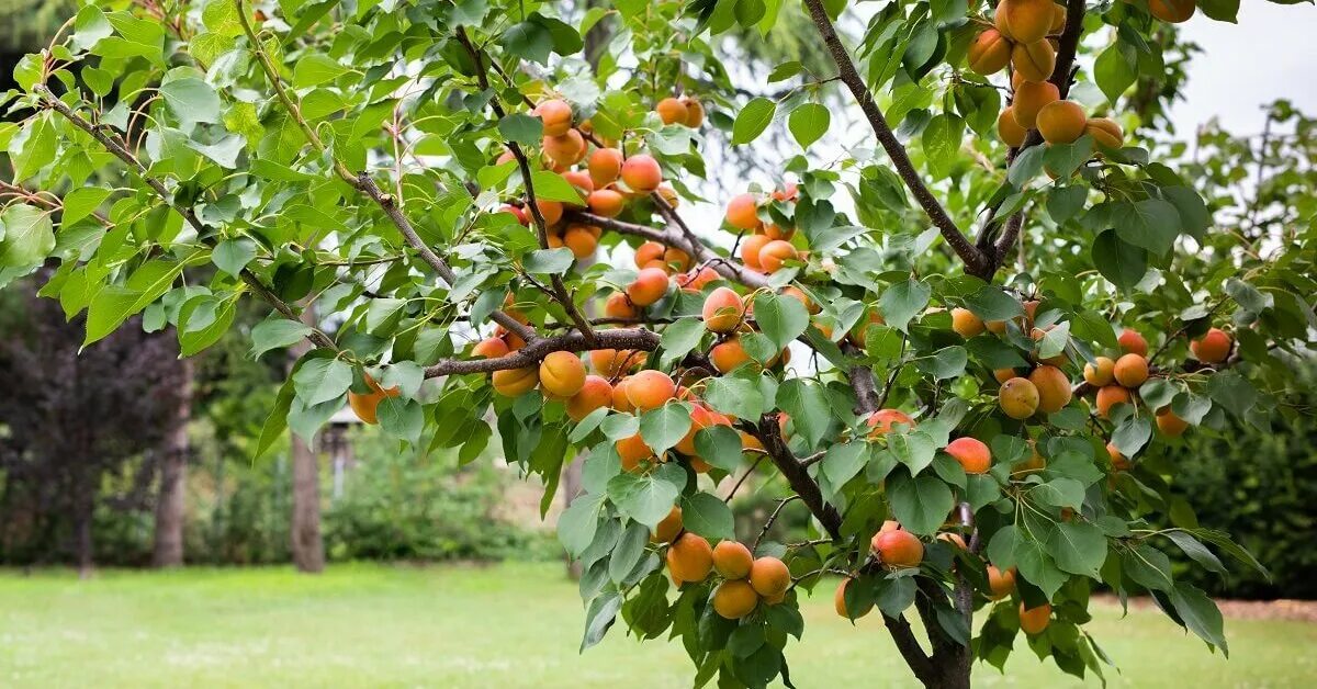 Абрикос плодоносит через год. Карликовые плодовые деревья абрикос. Абрикос обыкновенный дерево. Урюковое дерево. Абрикос дерево в саду.