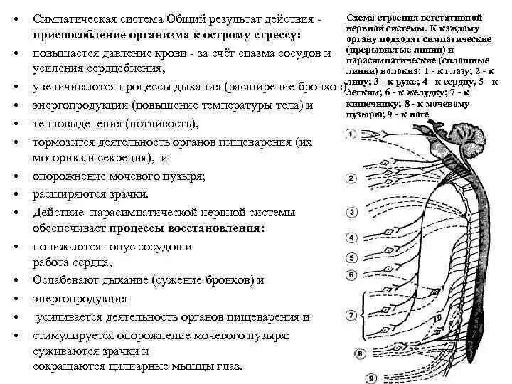 Работа симпатического нерва. Симпатическая иннервация сердца схема. Парасимпатическая нервная система сосуды. Строение симпатической системы. Симпатиче Кая нервная система анатомия.