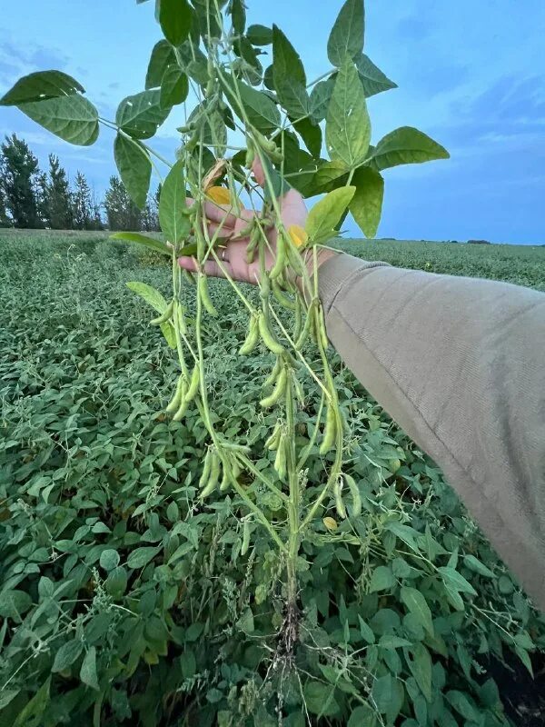 соя (род). соя белгородская. соя агротехника. уборка сои. соя белгородская.